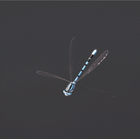 Common_Blue_damselfly.gif