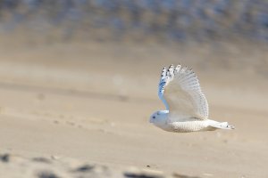 Beach Flight.jpg