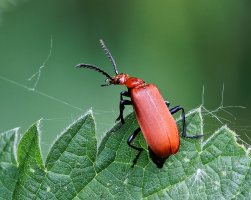 309A7257-DxO_common_cardinal_beetle.jpg