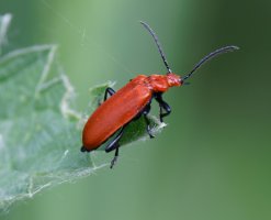 309A7268-DxO_common_cardinal_beetle.jpg