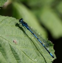 309A7328-DxO_azure_damselfly.jpg