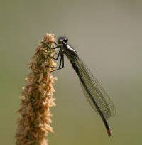 309A7321-DxO_female_red_eye_damselfly.jpg