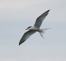 309A7296-DxO_arctic_tern-ls-sm.jpeg