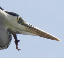 309A7370-DxO_heron_flying_growth_under_neck 2_00x.jpg