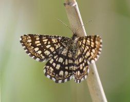 309A7338-DxO_latticed_heath_moth-ls-sm.jpeg