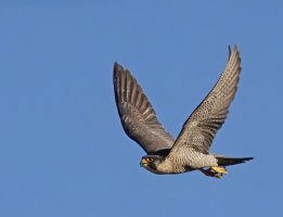 309A7016-DxO_Peregrine_falcon_flying_vg-SH-2_00x.jpg