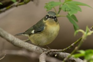 Black-throated Blue Warbler (female-spring) 115.jpg