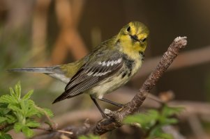 Black-throated Green Warbler (female-spring) 108.jpg