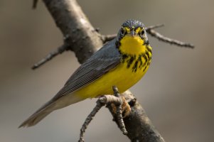 Canada Warbler (male-spring) 197.jpg