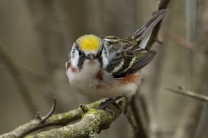 Chestnut-sided Warbler (female-spring) 121.jpg