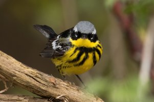 Magnolia Warbler (male-spring) 172.jpg