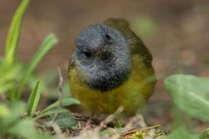 Mourning Warbler (male-spring) 202.jpg