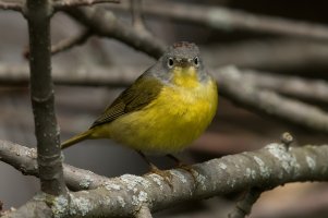 Nashville Warbler (male-spring) 154.jpg