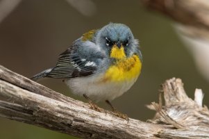 Northern Parula (male-spring) 152.jpg