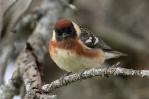 Bay-breasted Warbler (male-spring) 154.jpg