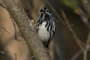 Black-and-white Warbler (male-spring) 162.jpg