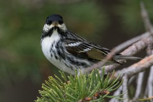 Blackpoll Warbler (male-spring) 117.jpg