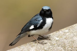 Black-throated Blue Warbler (male-spring) 181.jpg