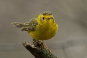 Wilson's Warbler (female-spring) 107.jpg