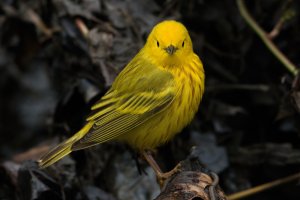 Yellow Warbler (male-spring) 184.jpg