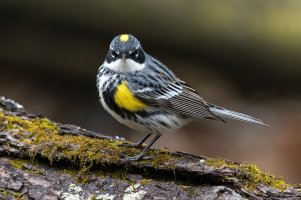 Yellow-rumped Warbler (male-spring) 147.jpg