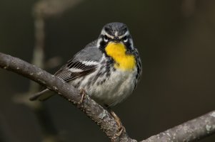 Yellow-throated Warbler (adult-spring) 123.jpg