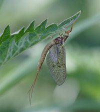 Mayfly.jpg