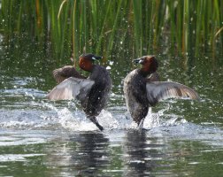 309A7486-DxO_Little_Grebes_fighting2_00x.jpg