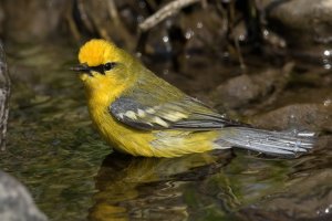 Blue-winged Warbler (male-spring) 150.jpg