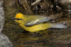 Blue-winged Warbler (male-spring) 151.jpg