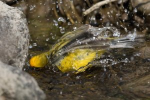 Blue-winged Warbler (male-spring) 152.jpg