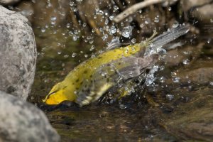 Blue-winged Warbler (male-spring) 153.jpg