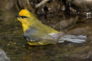 Blue-winged Warbler (male-spring) 154.jpg