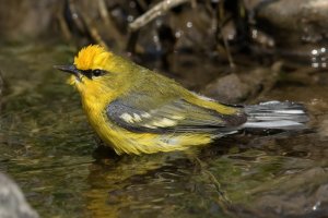 Blue-winged Warbler (male-spring) 155.jpg