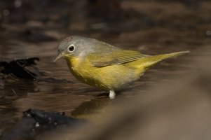 Nashville Warbler (male-spring) 155.jpg