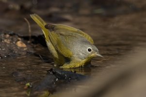 Nashville Warbler (male-spring) 156.jpg