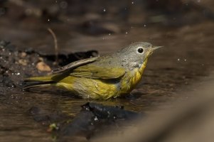 Nashville Warbler (male-spring) 157.jpg