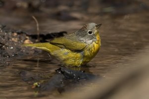 Nashville Warbler (male-spring) 158.jpg