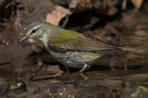 Tennessee Warbler (male-spring) 136.jpg