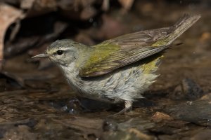 Tennessee Warbler (male-spring) 137.jpg