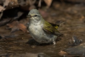 Tennessee Warbler (male-spring) 138.jpg