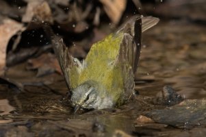 Tennessee Warbler (male-spring) 139.jpg