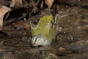 Tennessee Warbler (male-spring) 140.jpg