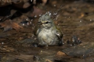 Tennessee Warbler (male-spring) 143.jpg