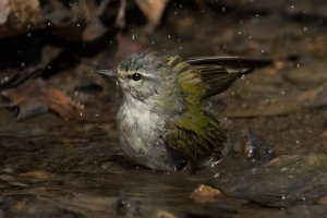 Tennessee Warbler (male-spring) 144.jpg