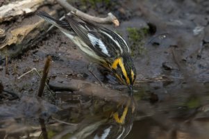 Blackburnian Warbler (male-1st spring) 102.jpg