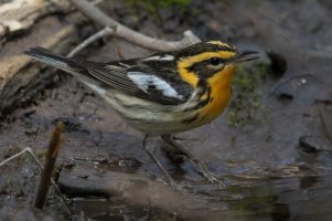 Blackburnian Warbler (male-1st spring) 103.jpg