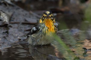 Blackburnian Warbler (male-1st spring) 104.jpg