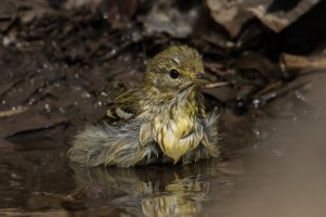 Blackpoll Warbler (female-spring) 111.jpg