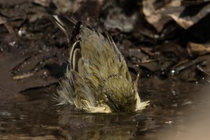 Blackpoll Warbler (female-spring) 112.jpg